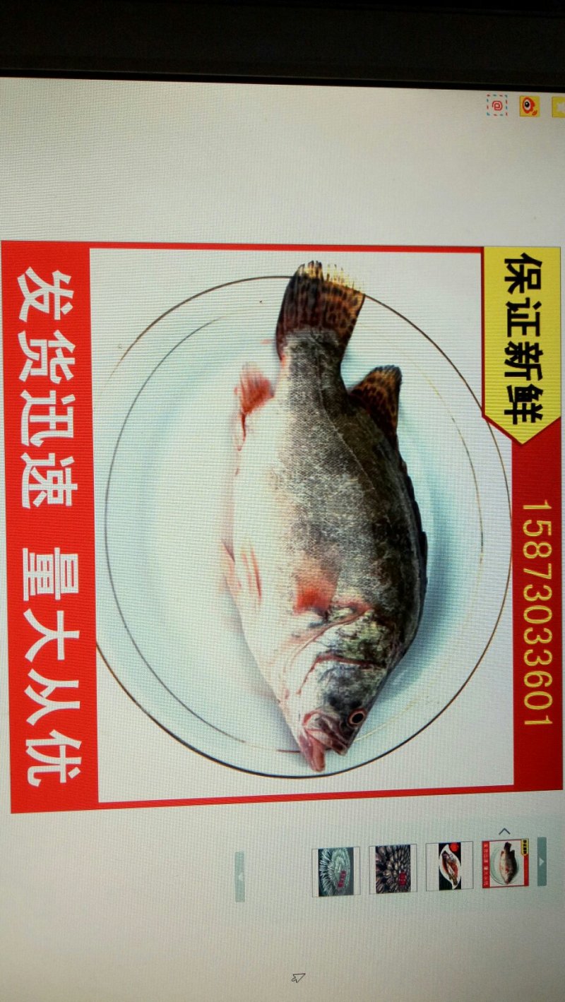 桂鱼大量批发鲜活冰鲜桂花鱼大鳜鱼0.8-1.5斤