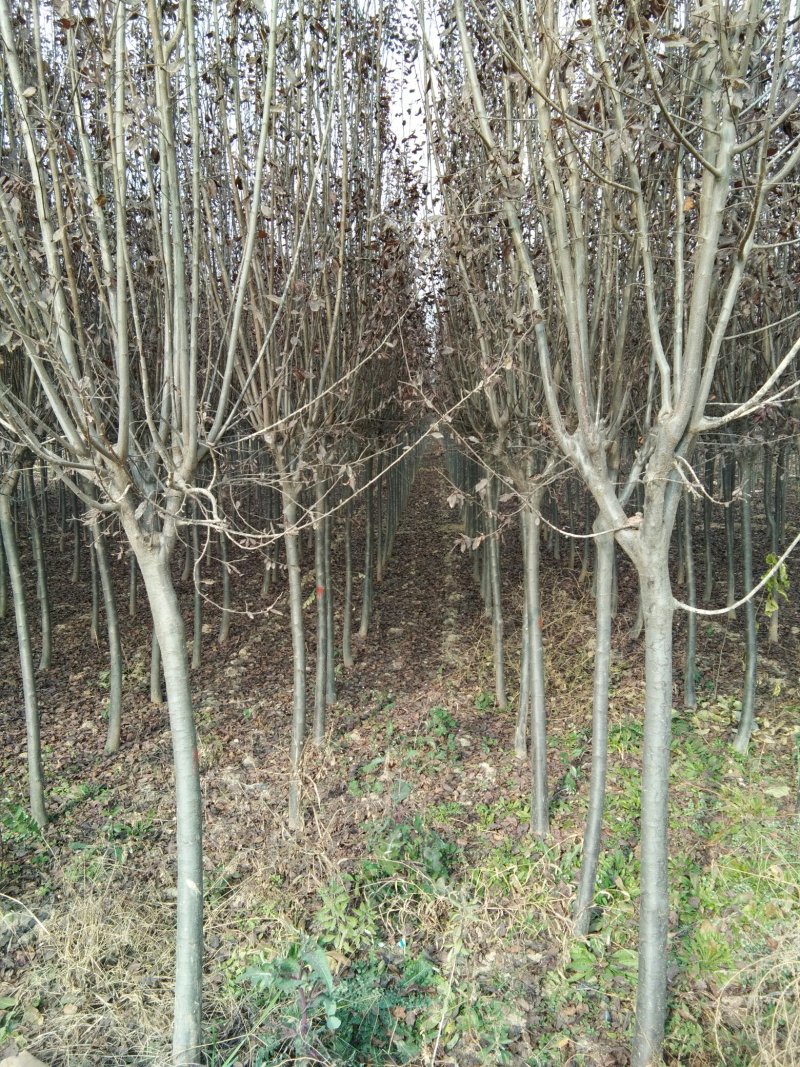 红叶李