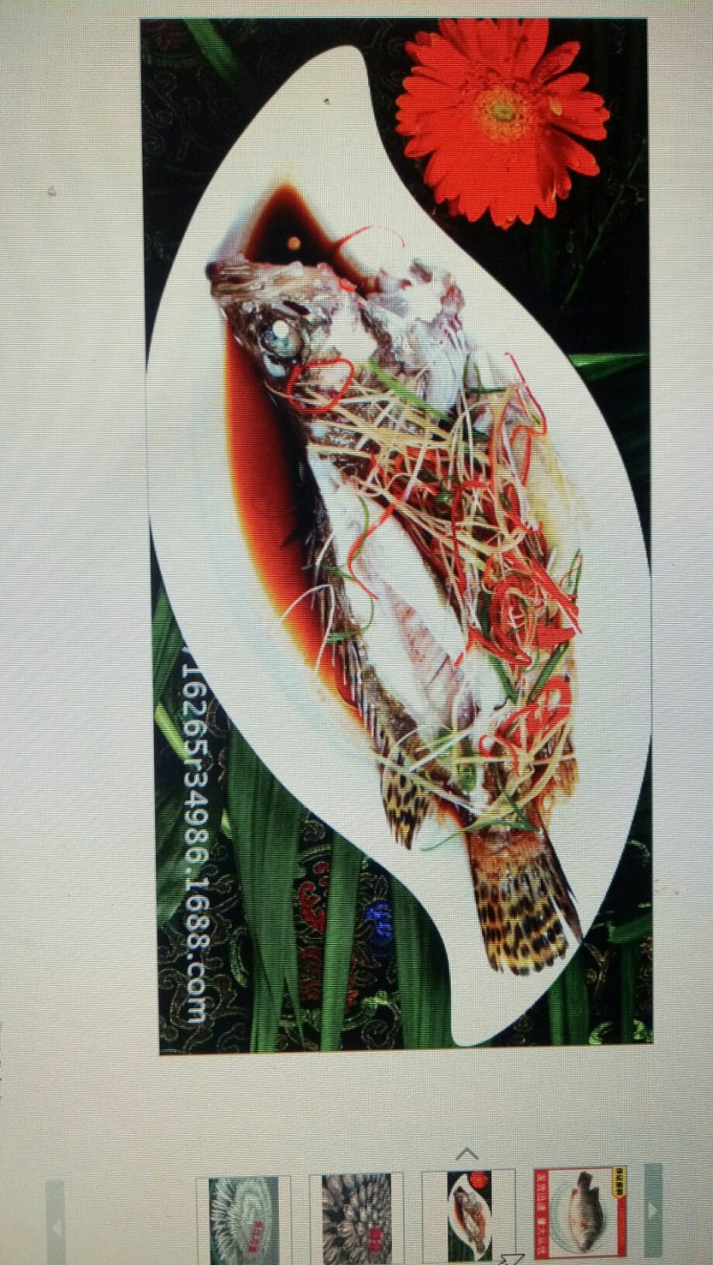 桂鱼大量批发鲜活冰鲜桂花鱼大鳜鱼0.8-1.5斤