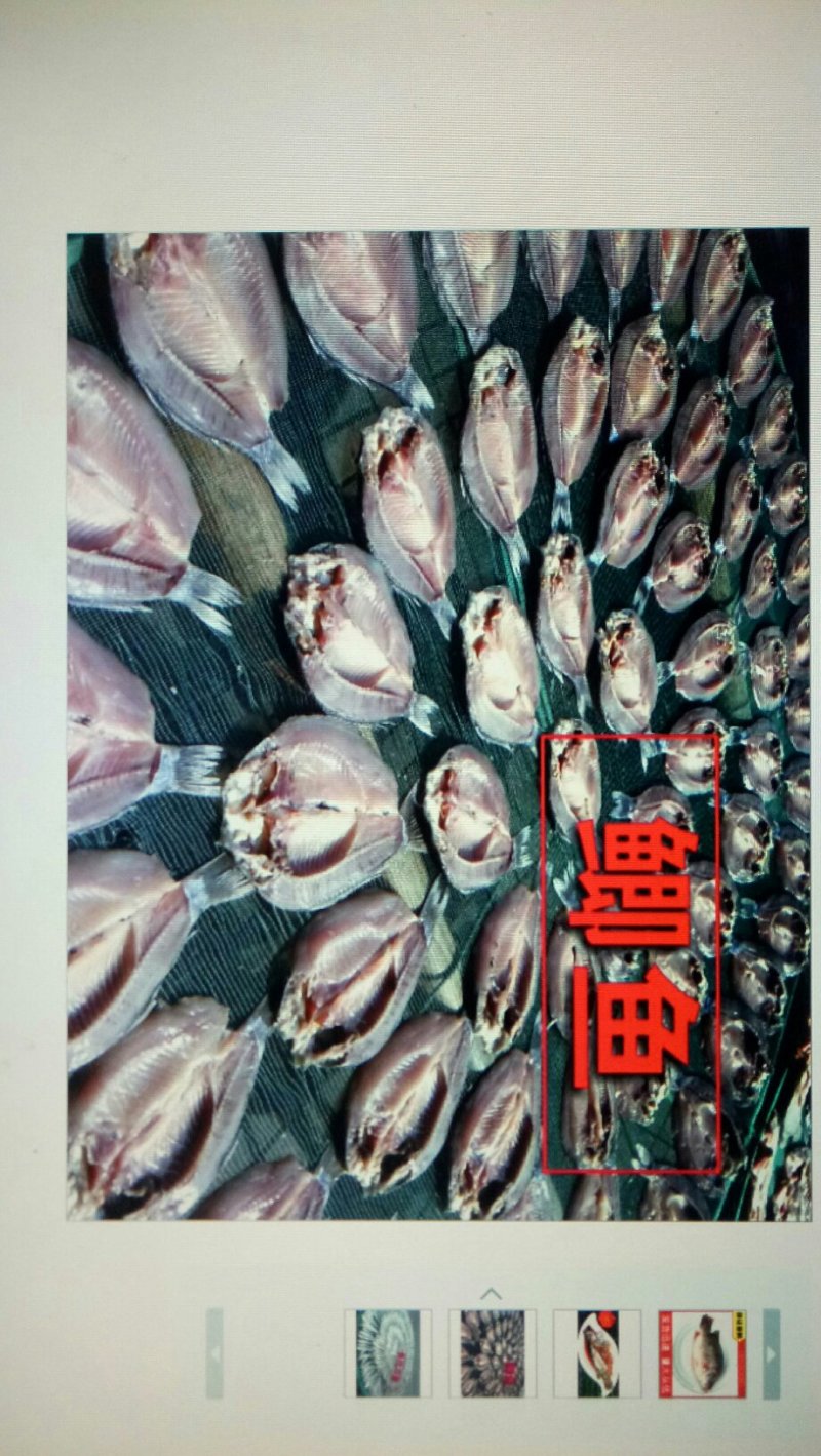 桂鱼大量批发鲜活冰鲜桂花鱼大鳜鱼0.8-1.5斤
