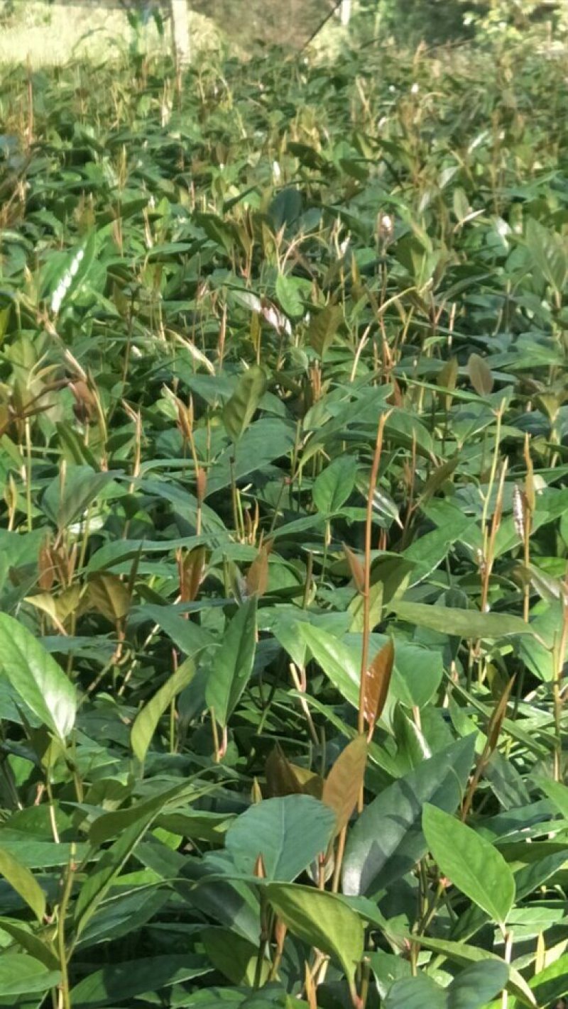 布福娜树苗一年生苗