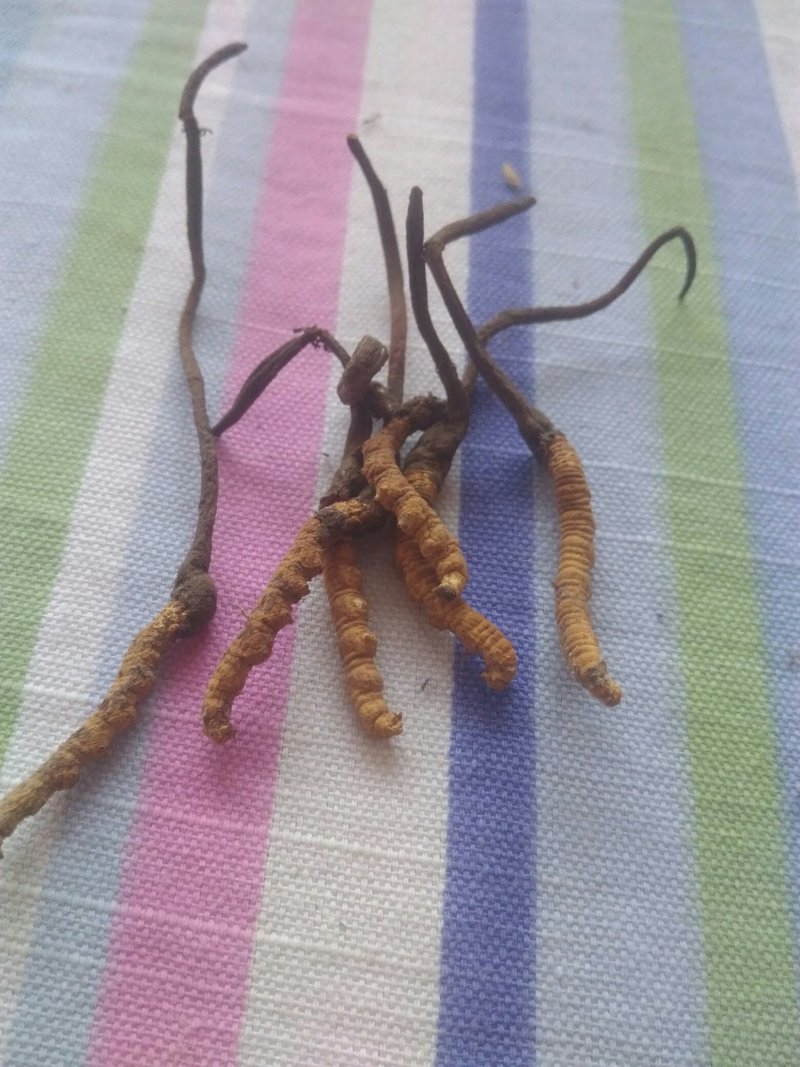 冬虫夏草，当归，黄芪