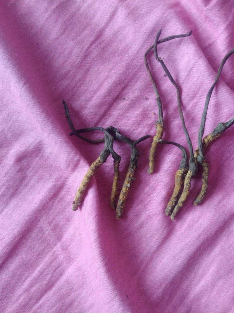 冬虫夏草，当归，黄芪