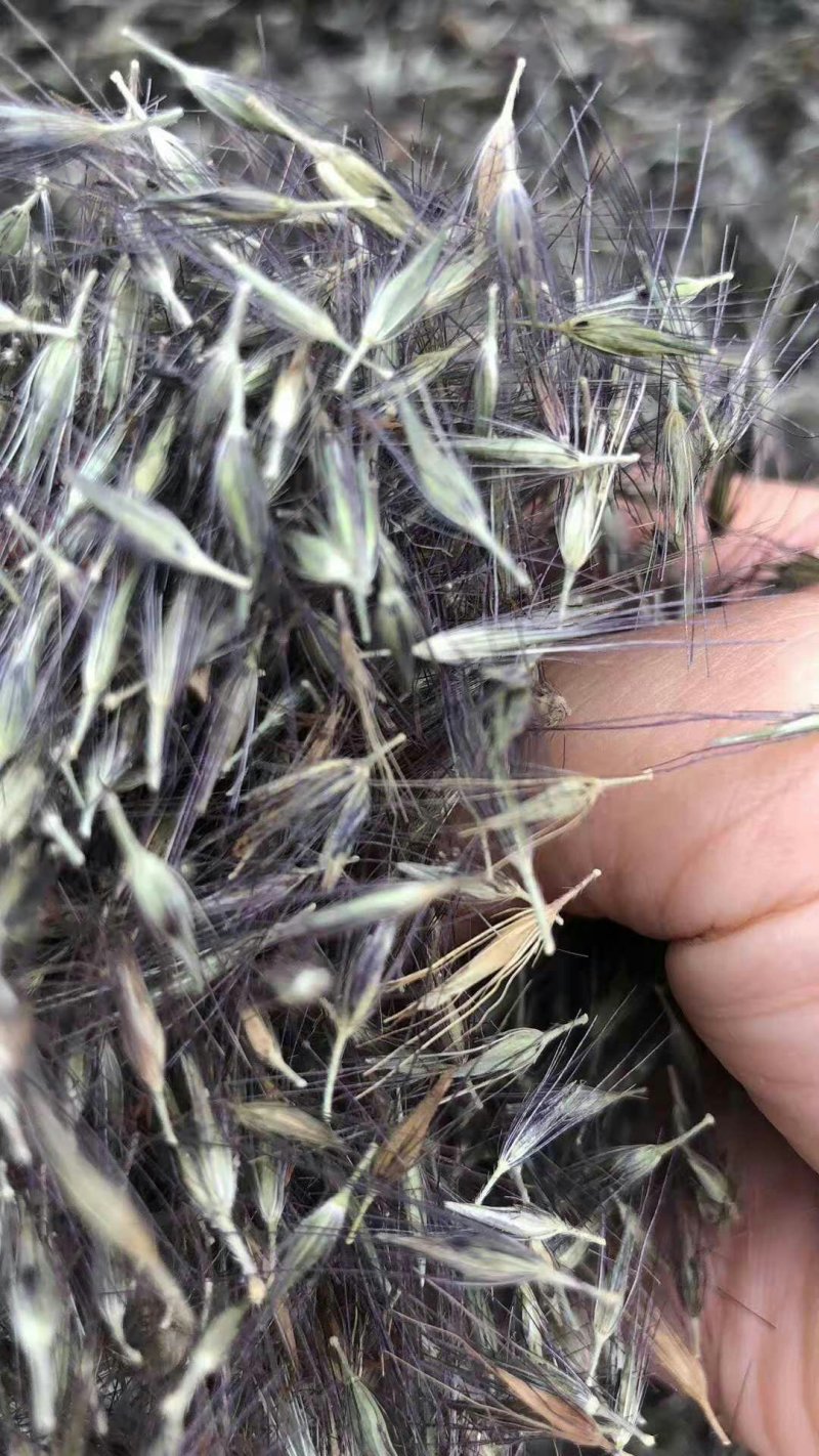 狼尾草种子紫穗狼尾草净籽包邮8—10斤/亩