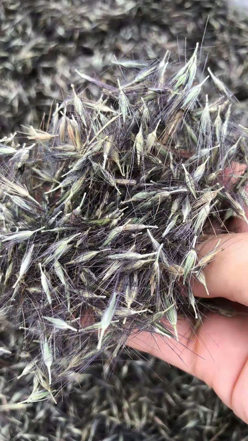 狼尾草种子紫穗狼尾草净籽包邮8—10斤/亩