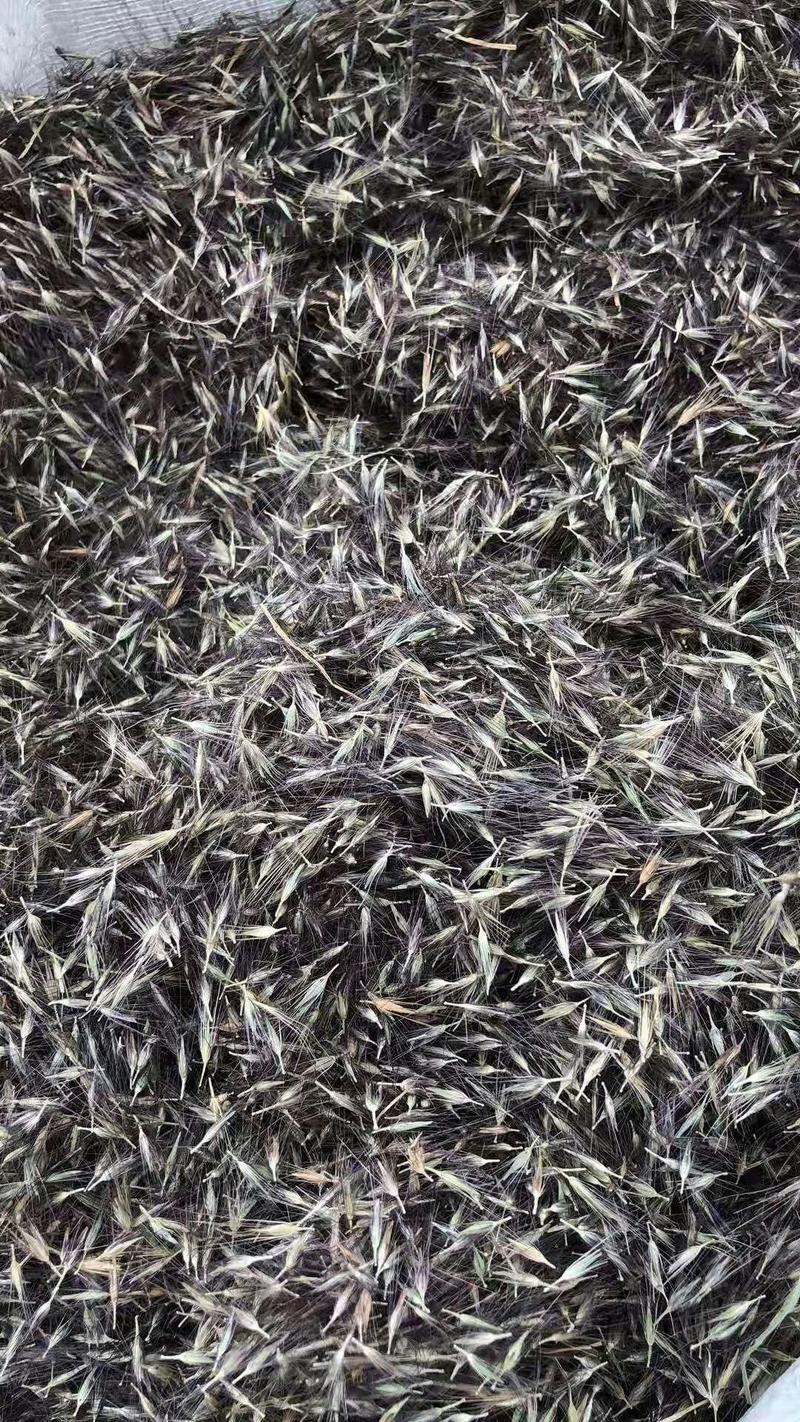 狼尾草种子紫穗狼尾草净籽包邮8—10斤/亩