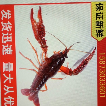 清水小龙虾大量批发大湖放养肚皮白质量优成活率高
