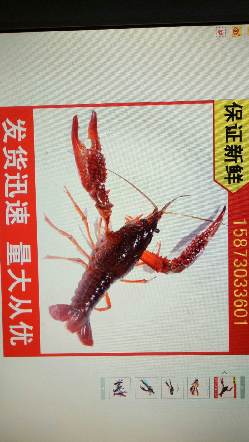 清水小龙虾大量批发大湖放养肚皮白质量优成活率高