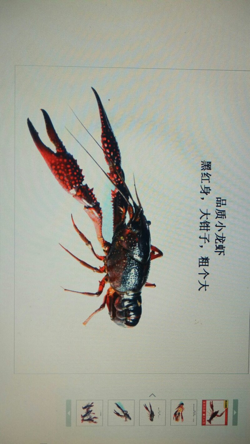 清水小龙虾大量批发大湖放养肚皮白质量优成活率高