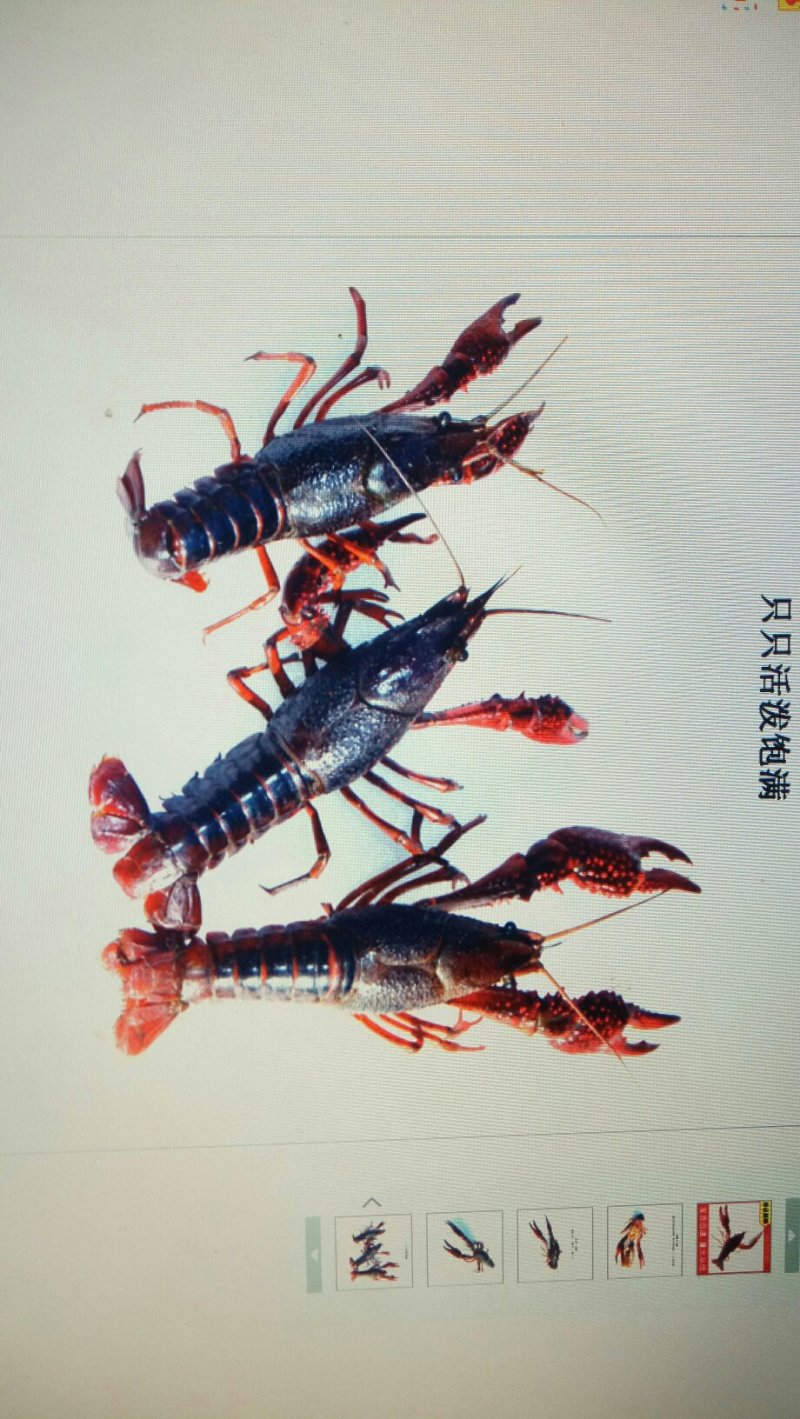 清水小龙虾大量批发大湖放养肚皮白质量优成活率高