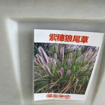 狼尾草种子紫穗狼尾草净籽包邮8—10斤/亩