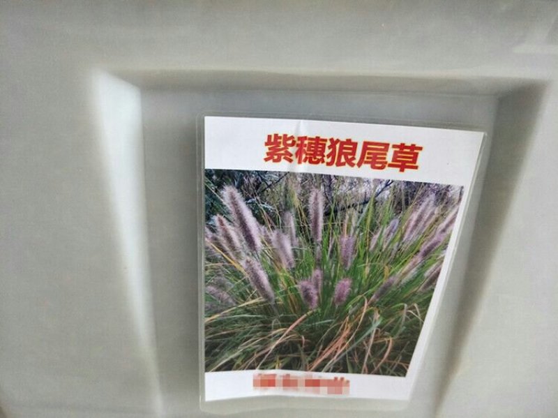 狼尾草种子紫穗狼尾草净籽包邮8—10斤/亩