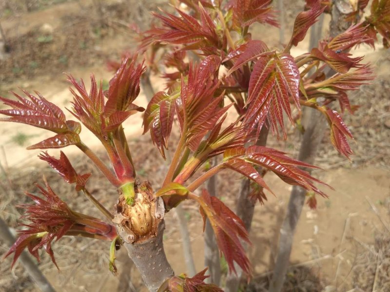 红油6号香椿11~20cm，免费提供种植技术