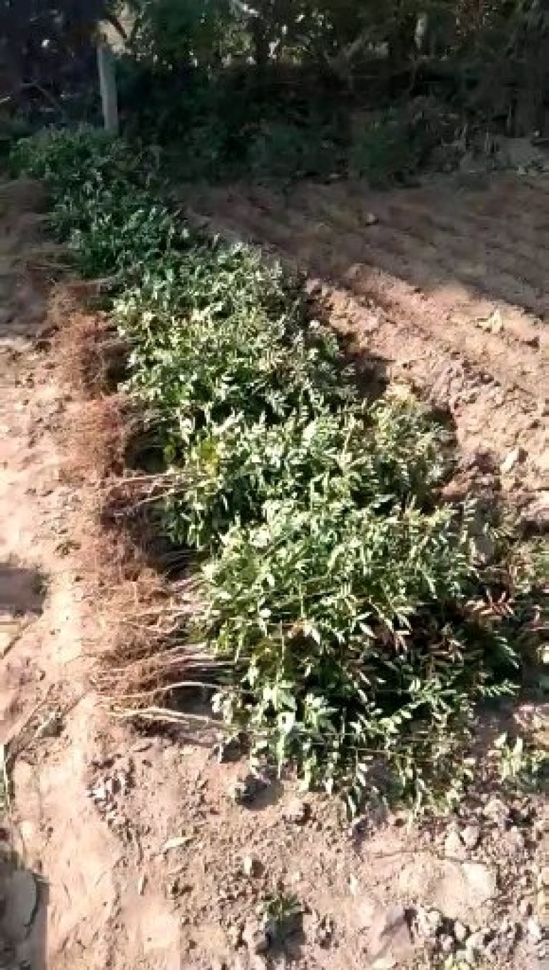 高产无刺，狮子头花椒苗