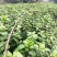 江门高县特晚熟无核、珙县带绿、屏山仙进奉荔枝小苗基地批发
