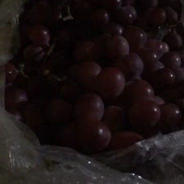 辽南正宗纯种大提子.