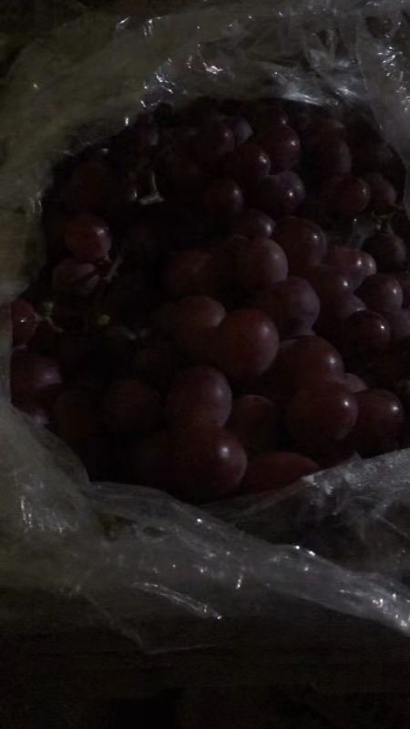 辽南正宗纯种大提子.