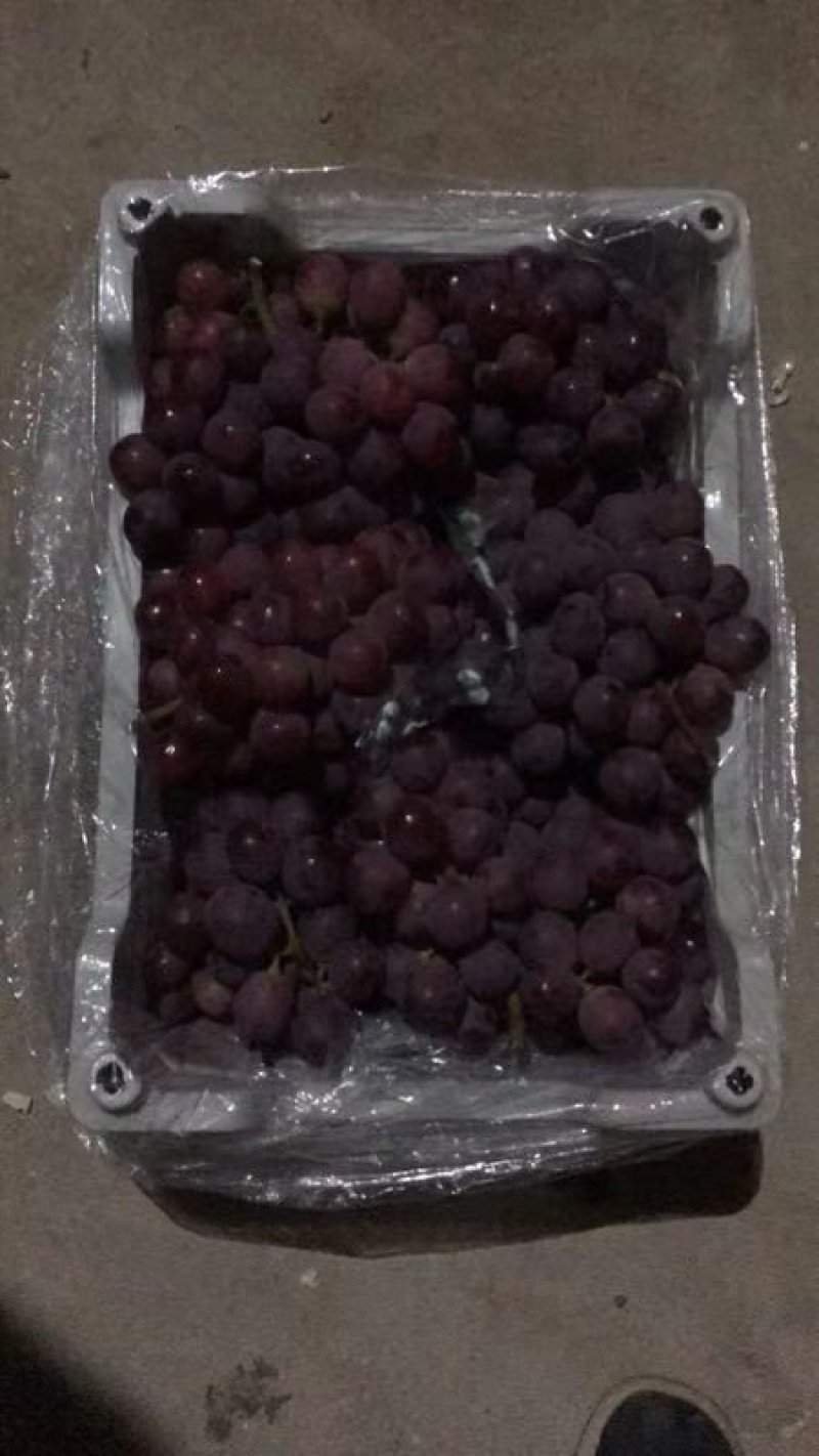 辽南正宗纯种大提子.