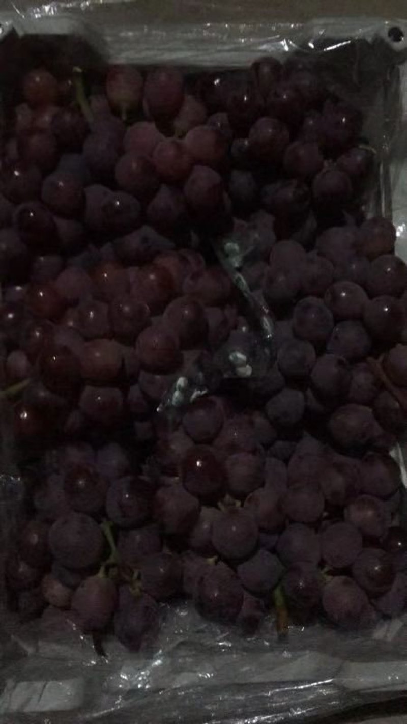 辽南正宗纯种大提子.