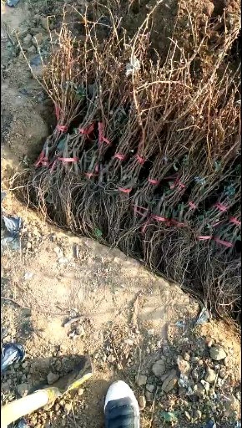 红宝石，甜蜜蓝宝石，巨峰，玫瑰香，夏黑，