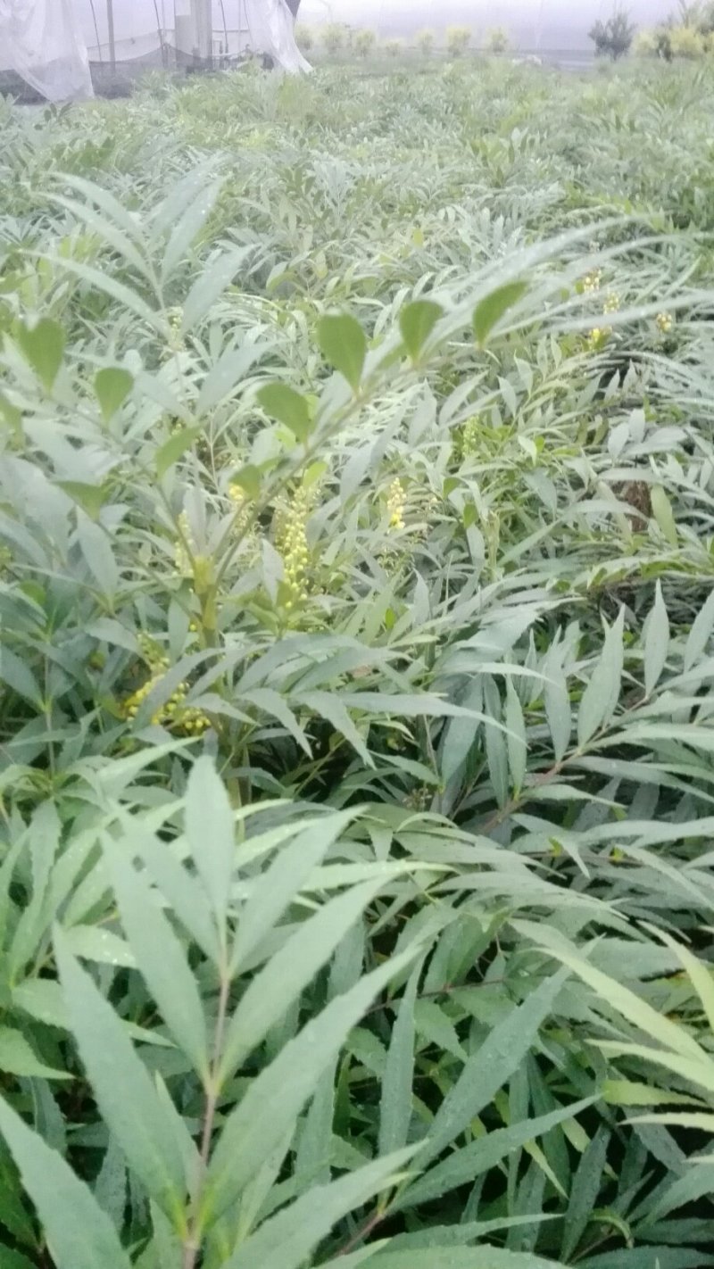 十大功劳，鸭脚木，杜鹃