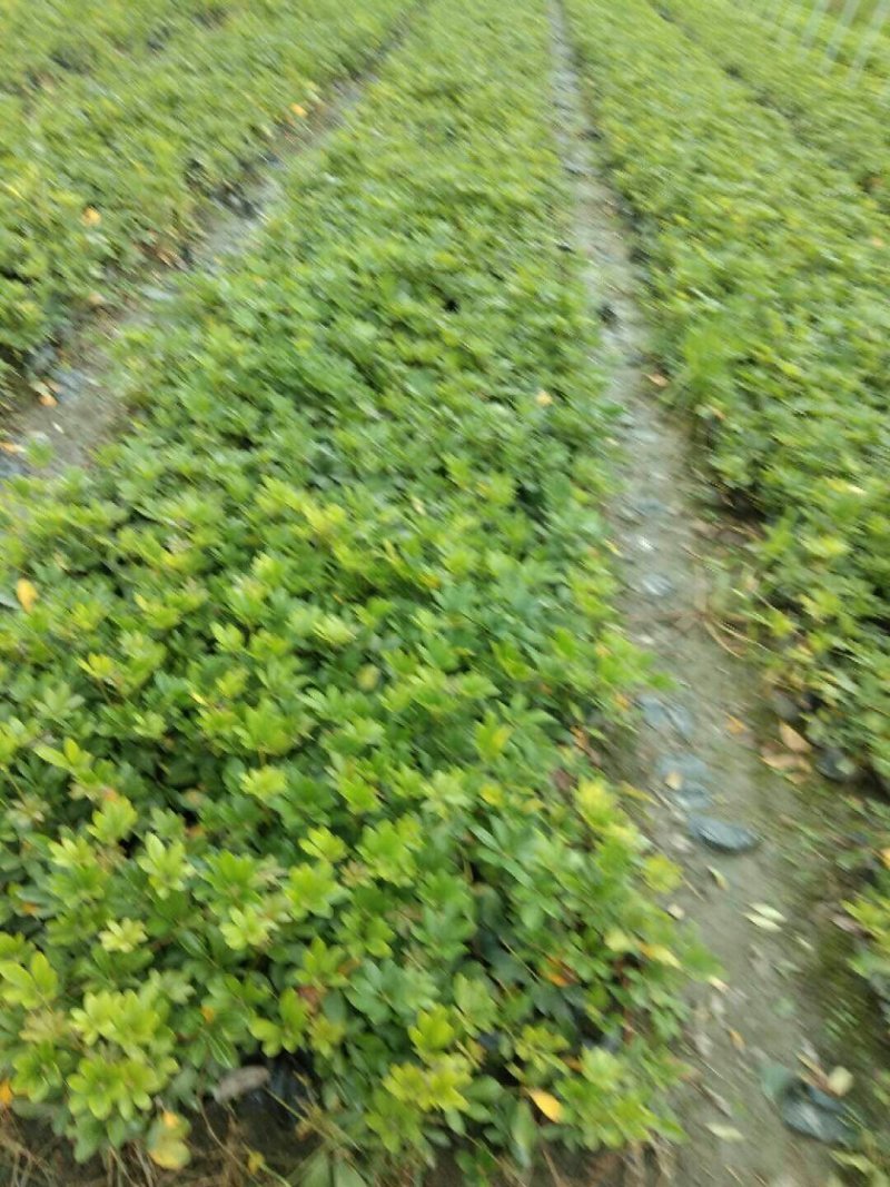 十大功劳，鸭脚木，杜鹃