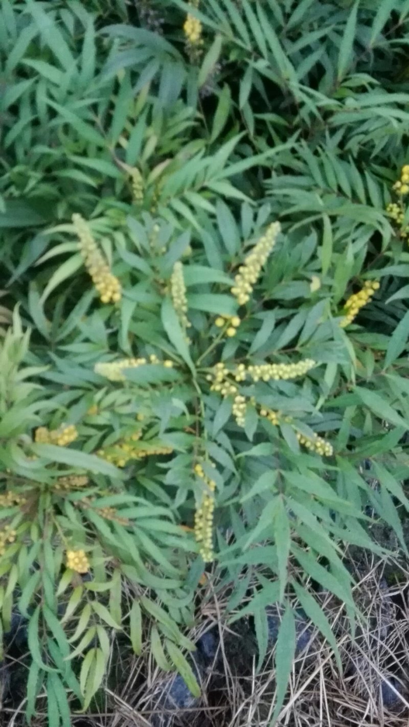 十大功劳，鸭脚木，杜鹃