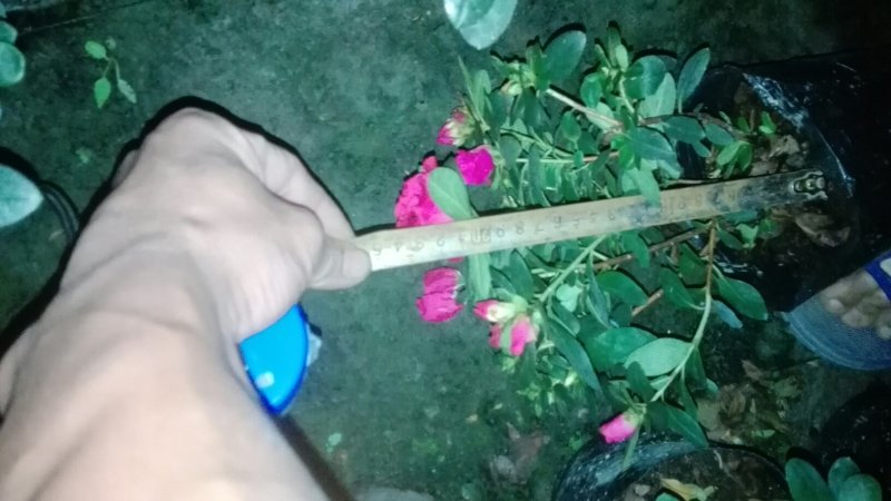 十大功劳，鸭脚木，杜鹃