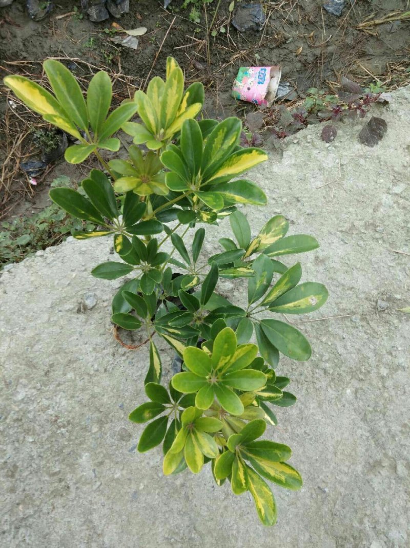 十大功劳，鸭脚木，杜鹃
