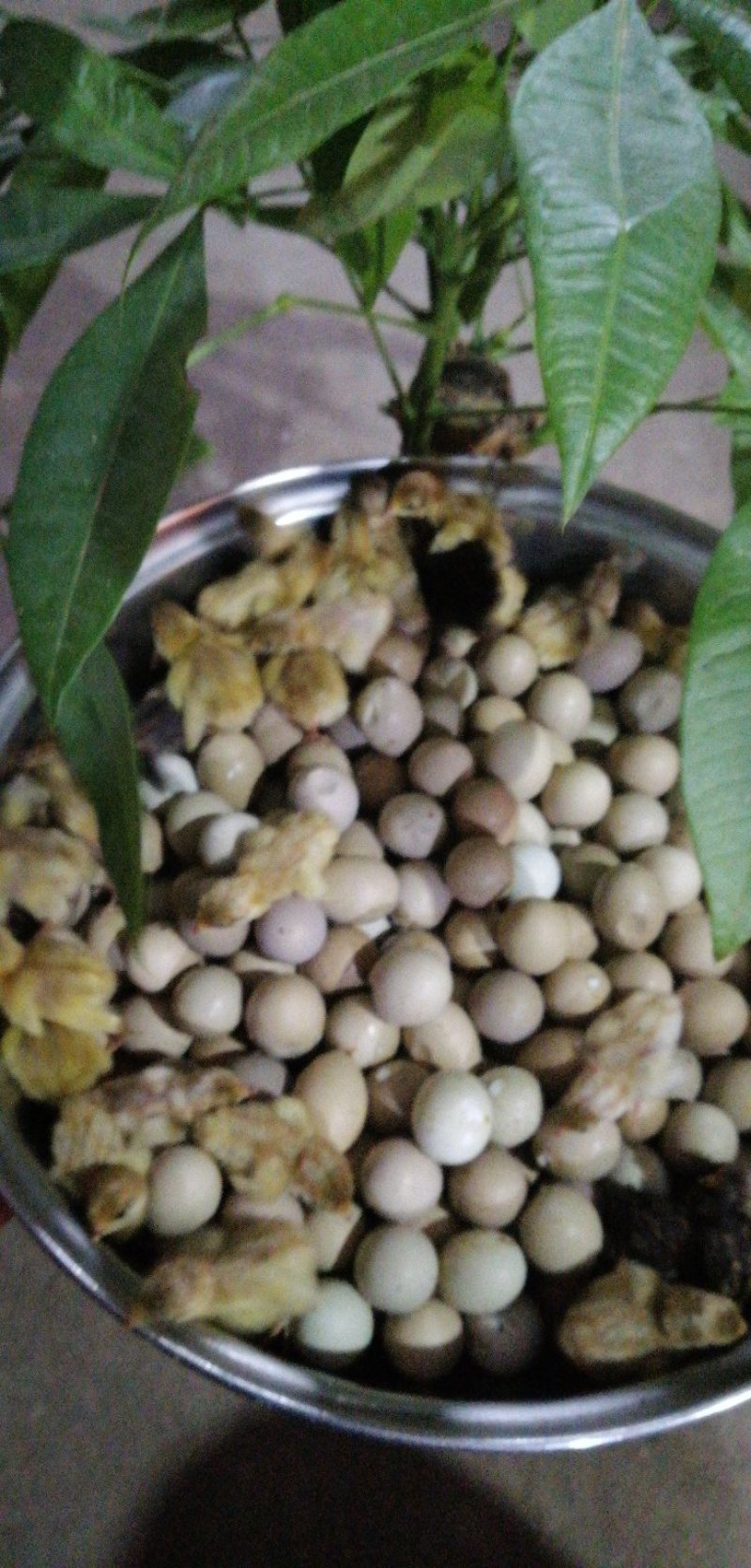 芦丁鸡种蛋