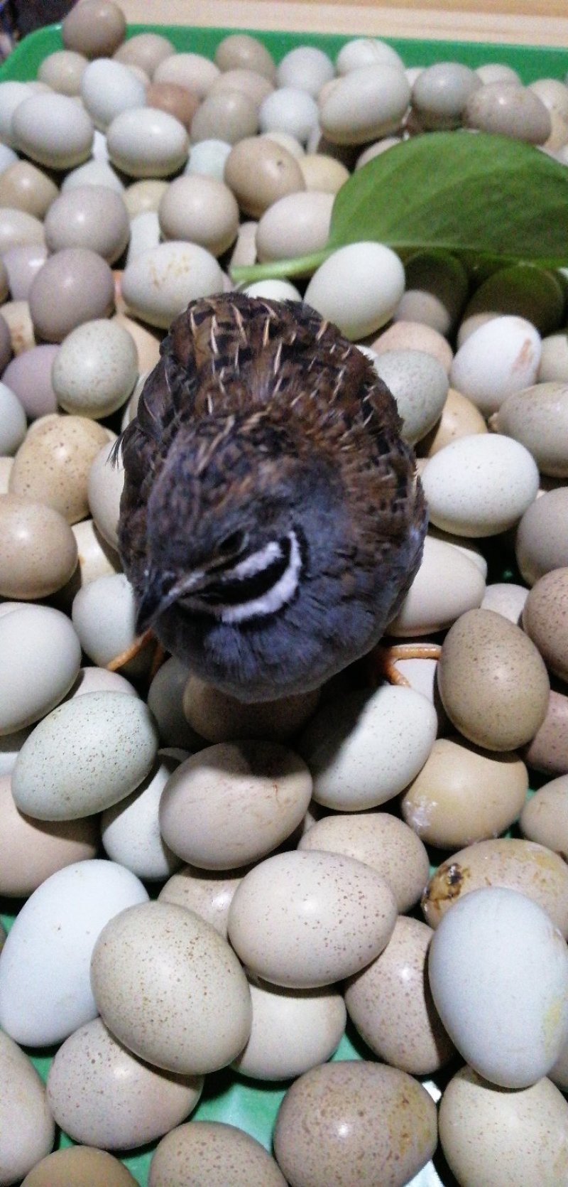 芦丁鸡种蛋