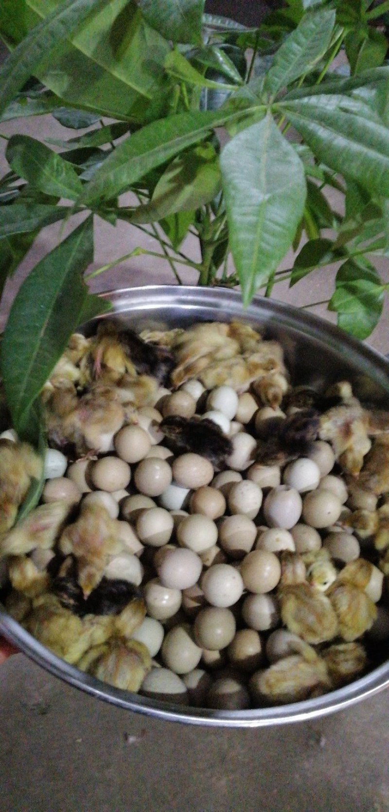芦丁鸡种蛋