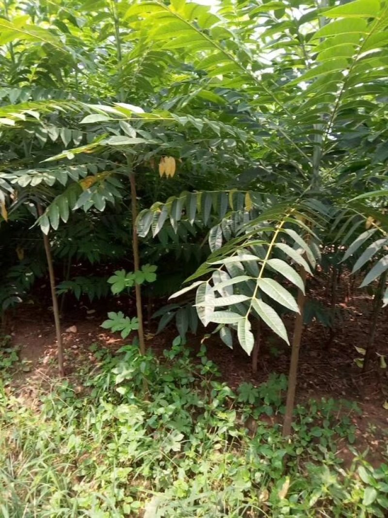 基地香椿苗批发价格，规格齐全，价格优惠