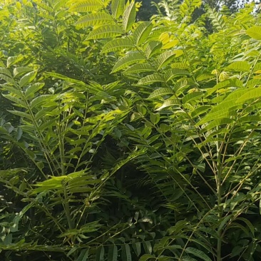 基地香椿苗批发价格，规格齐全，价格优惠