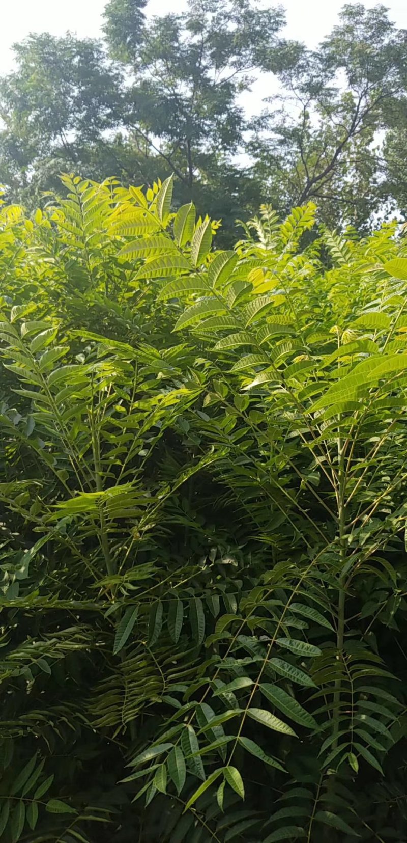基地香椿苗批发价格，规格齐全，价格优惠