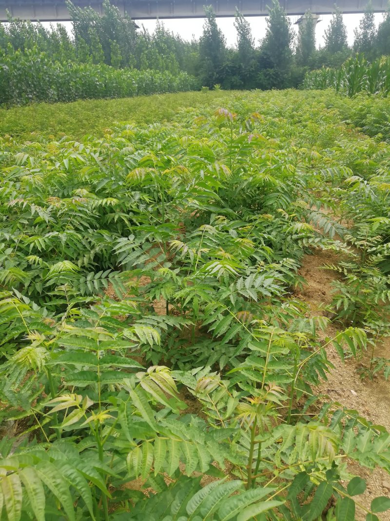 基地香椿苗批发价格，规格齐全，价格优惠