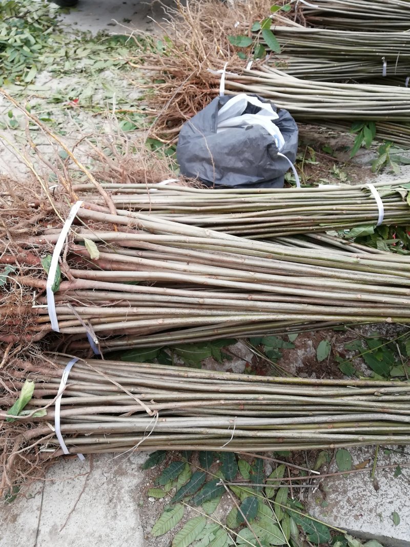 基地香椿苗批发价格，规格齐全，价格优惠