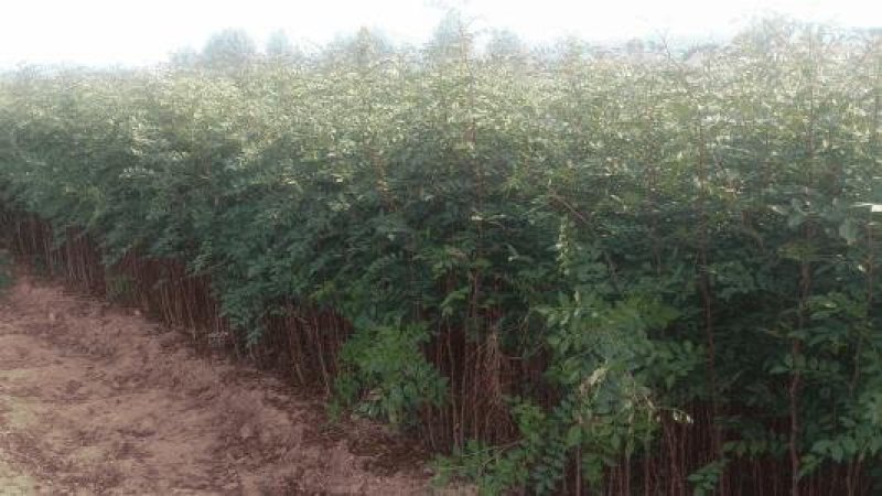基地培育大红袍花椒苗零售批发价格
