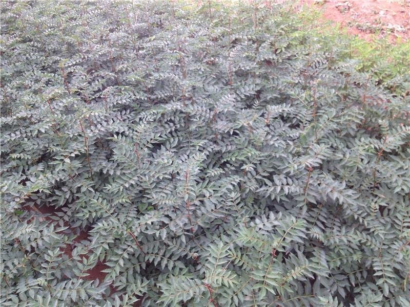 基地培育大红袍花椒苗零售批发价格