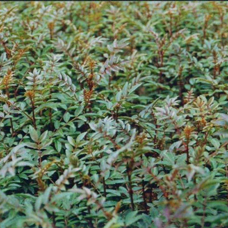 基地培育大红袍花椒苗零售批发价格