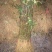 基地培育大红袍花椒苗零售批发价格