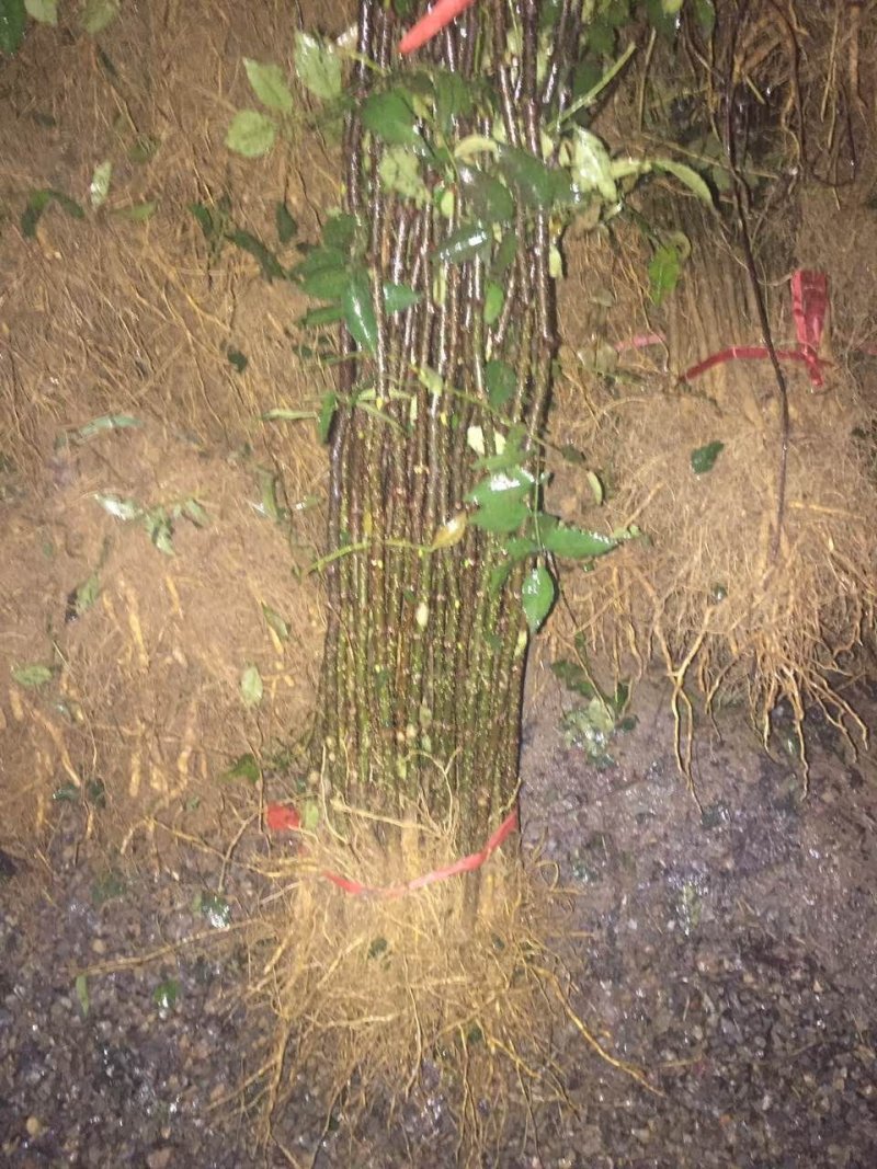 基地培育大红袍花椒苗零售批发价格