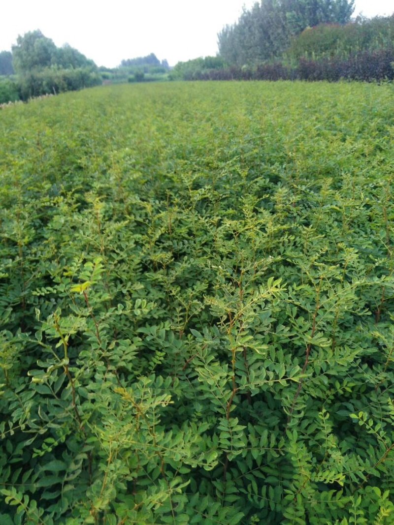 基地培育大红袍花椒苗零售批发价格