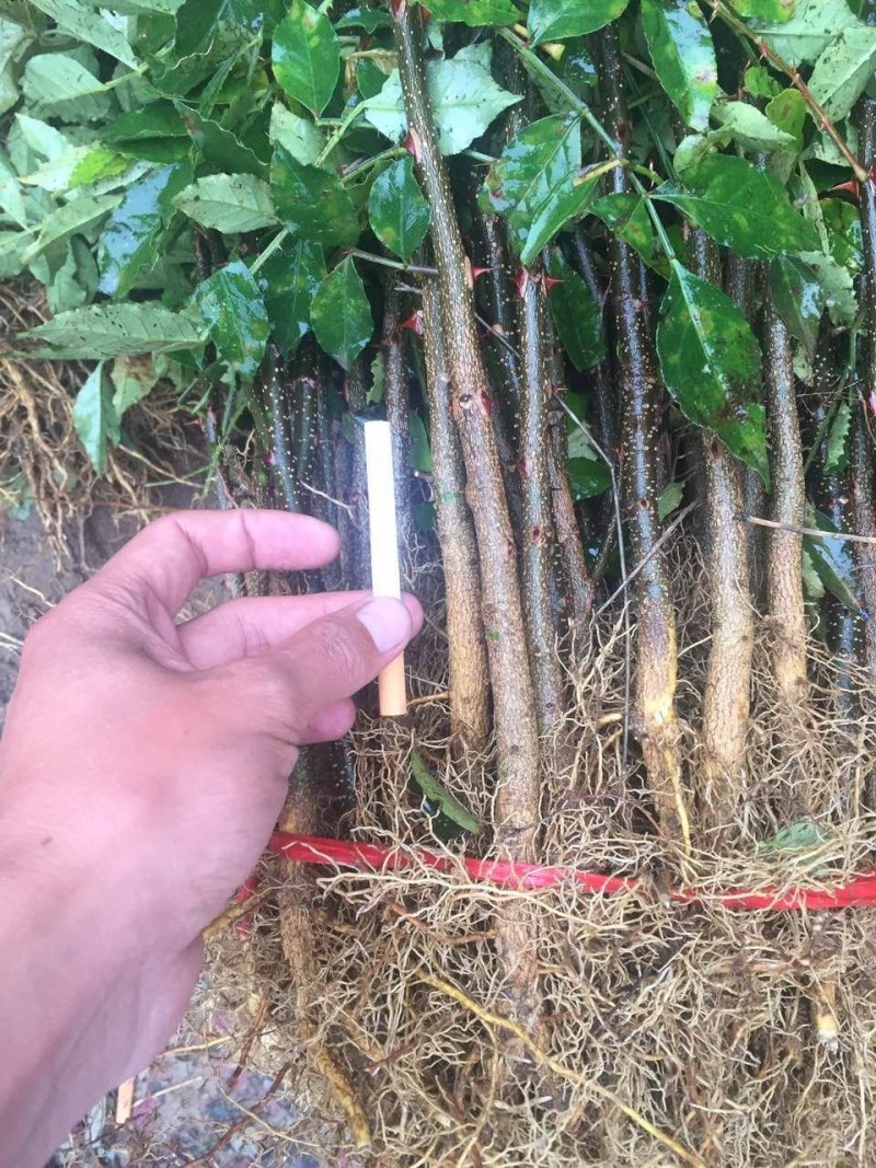 基地培育大红袍花椒苗零售批发价格