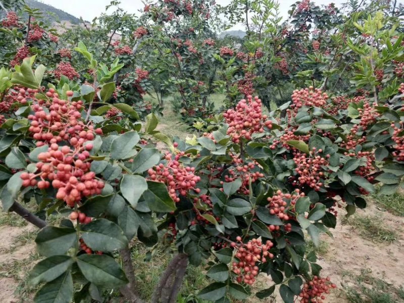 基地培育大红袍花椒苗零售批发价格