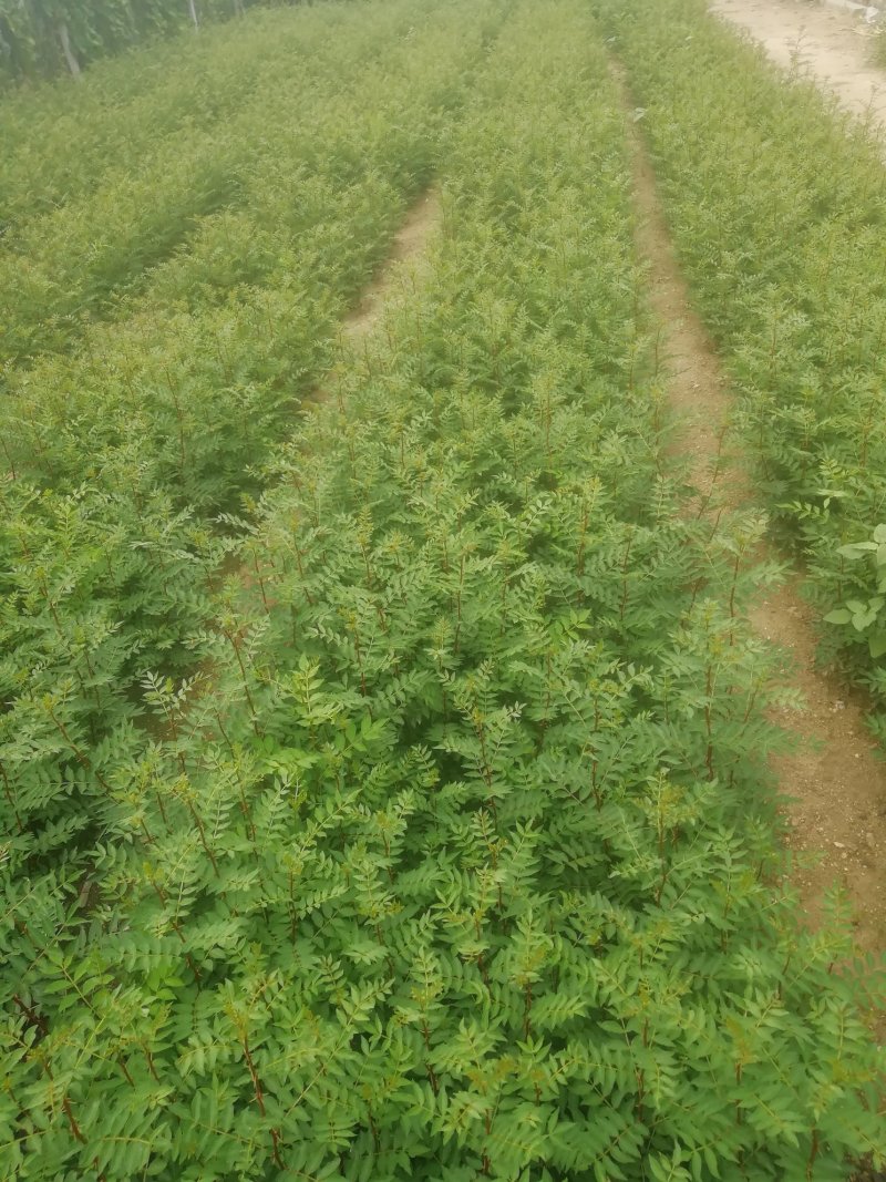 基地培育大红袍花椒苗零售批发价格