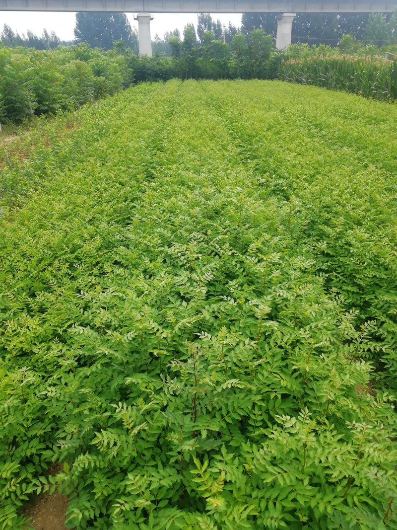 基地培育大红袍花椒苗零售批发价格