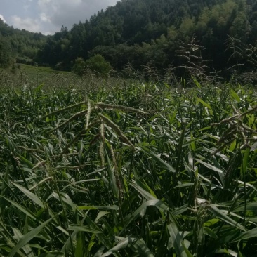 宽叶雀稗