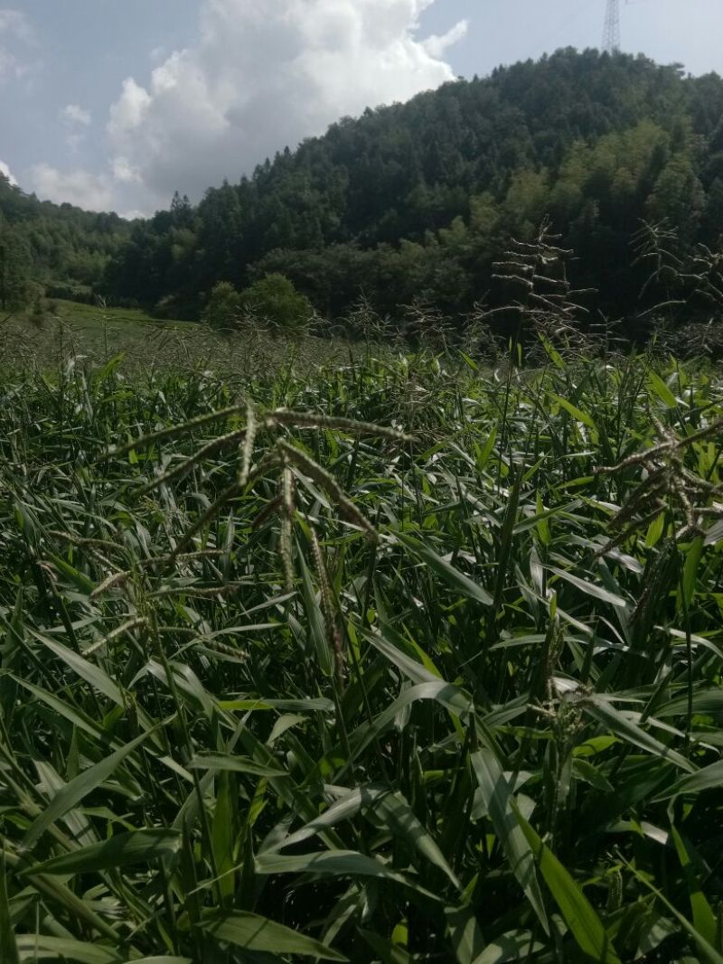 宽叶雀稗