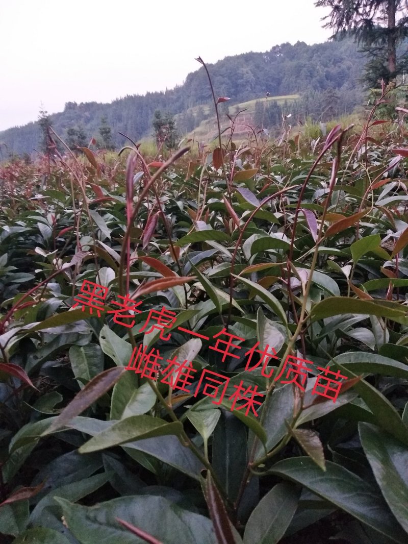 杂交少籽布福娜、黑老虎一年优质高产苗原产地直发